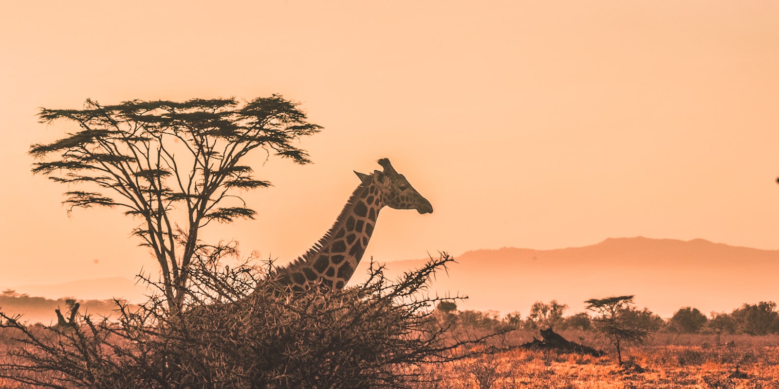 Giraffe silhouetted against an acacia tree at golden hour on the African savanna