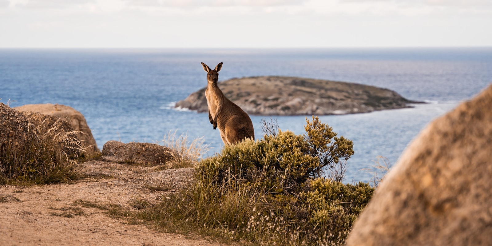 Kangaroo overlooking the coastline of Kangaroo Island, Australia