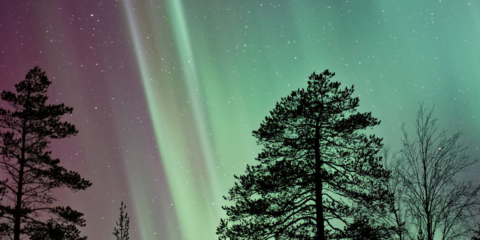 Northern Lights glowing green and purple above silhouetted pine trees